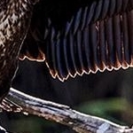 204A6686  Corrmoran Sèchage des plumes